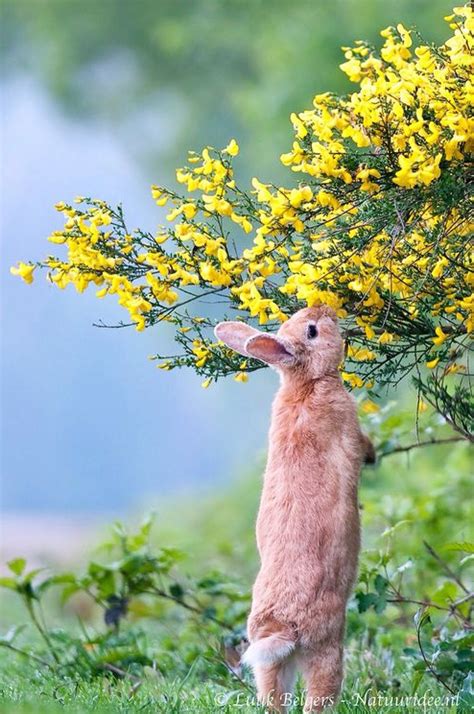 Bunny Smells Flower Animals Beautiful Animals Animal Pictures