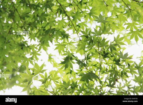 Green Maple Leaves Stock Photo Alamy