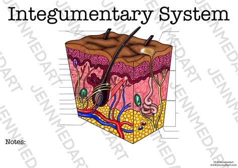 Integumentary System Anatomy Worksheet Single Fillable Digital