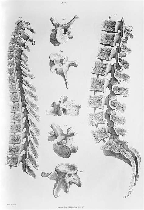 Spine Anatomy Photograph By Sheila Terry Pixels