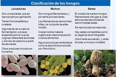 Clasificacion De Los Hongos Y Sus Caracteristicas Images