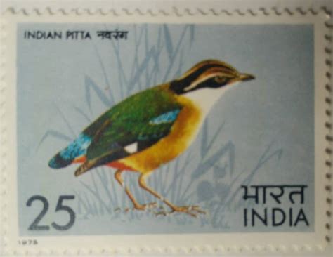 Indian Pitta Bird Indian Pitta Pitta Brachyura Passerine P