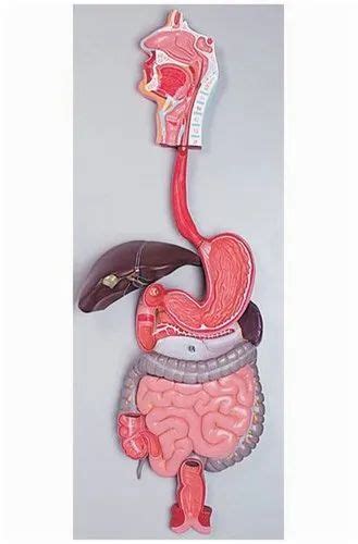 Human Digestive System Model Size 40x80 Cm Rs 4500 As Enterprises
