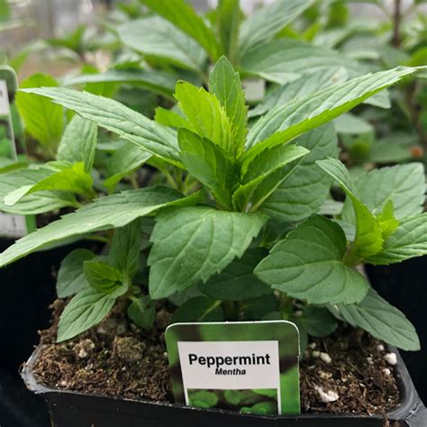 Mint Black Peppermint The Backyard Urban Farm Company