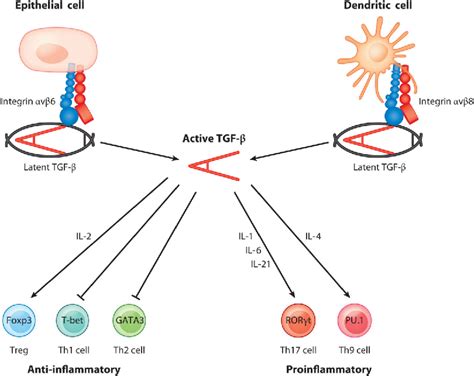 Tgf Activation And Function In Immunity Semantic Scholar
