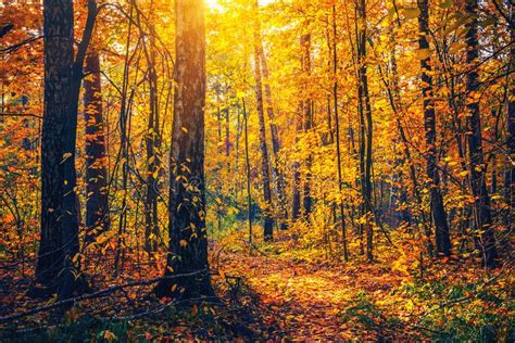 Bright Trees In Sunny Autumn Forest Stock Photo Image Of Light