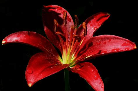 Red Tiger Lily View On Black By Chanzezare Flickr Photo Sharing