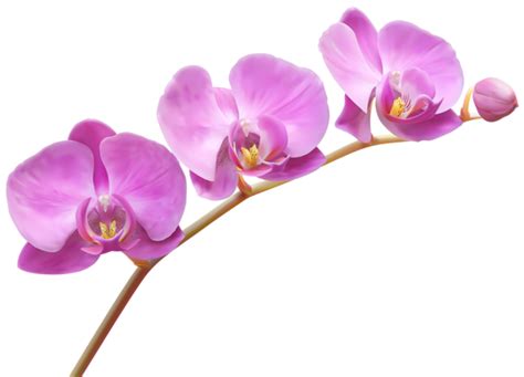 Orchids Transparent Png Clip Art Image Flowers Clip Art Art Images