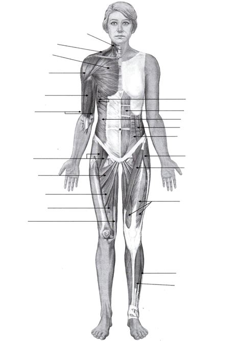 Ch 29 Selected Major Muscles Anterior View P48 Diagram Quizlet