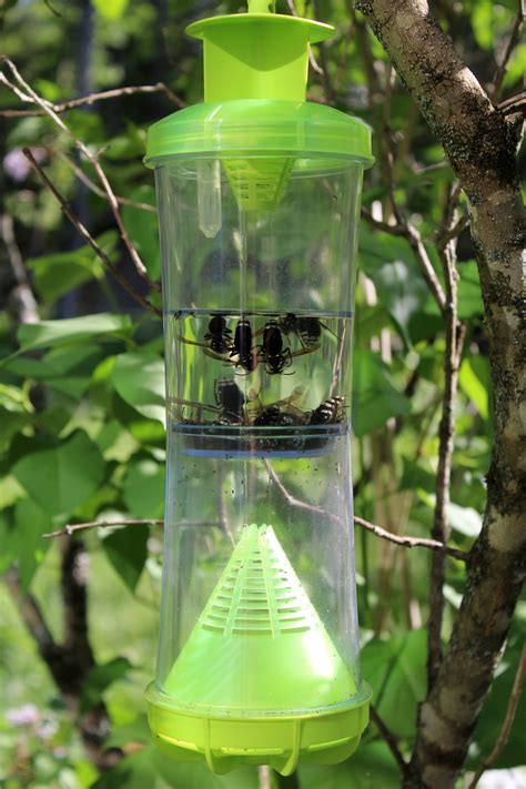 Best Wasp Traps