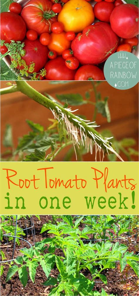 How To Grow Tomato Plants From Cuttings In 1 Week Tomato Plants