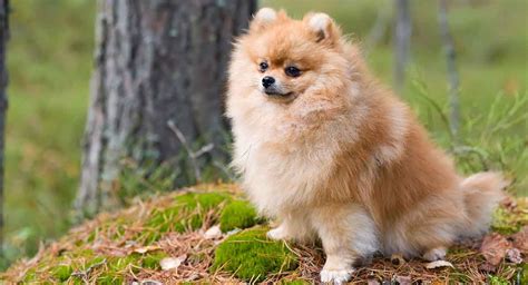 What Is The Life Expectancy Of A Pomeranian Dog Dogwalls