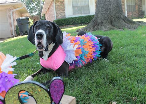 Quick And Easy Dog Halloween Costume