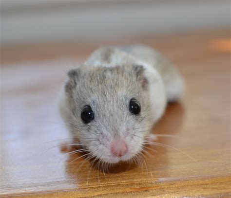 Introducing Victini My Chinese Dwarf Hamster Hamster Chinese Dwarf