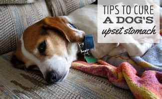 Medically known as dyspepsia, indigestion is a gastrointestinal problem people commonly complaint about. Tips To Cure Your Dog's Upset Stomach - CanineJournal.com
