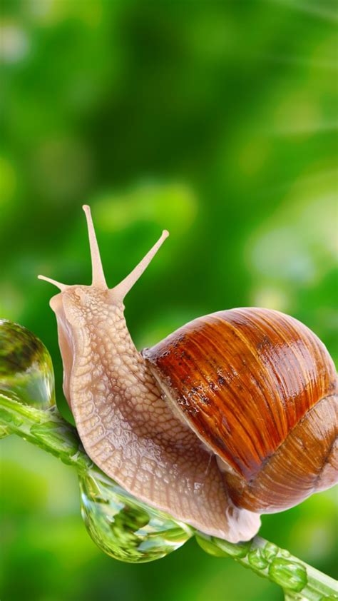 Wallpaper Snail Nature Sunshine Animals 10135