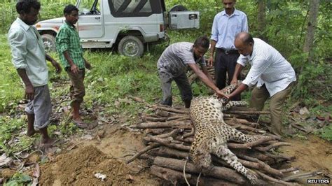 Indian Woman Kills Leopard That Attacked Her Bbc News