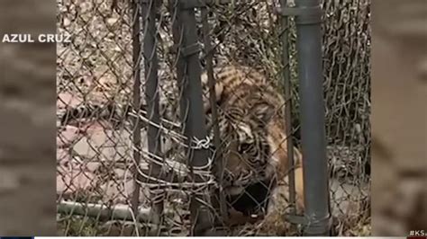 There Are Likely More Tigers In Captivity Than In The Wild Humane