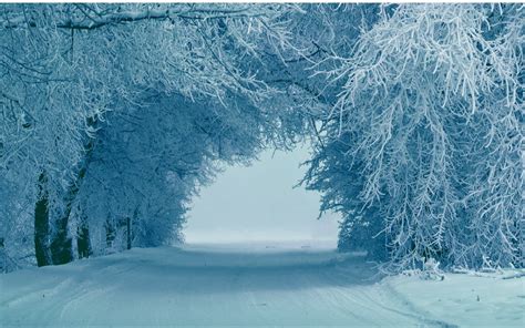 Fondos De Pantalla Árboles Hielo Escarcha Congelación árbol