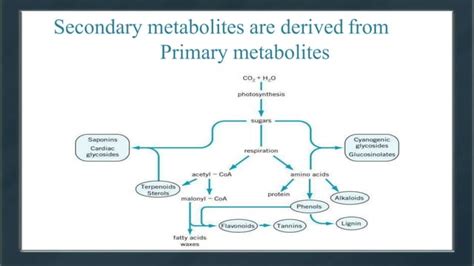 Primary And Secondary Metabolites