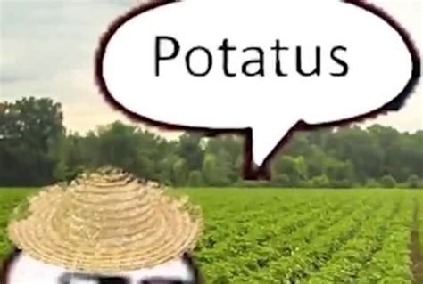 Potatus Coub The Biggest Video Meme Platform