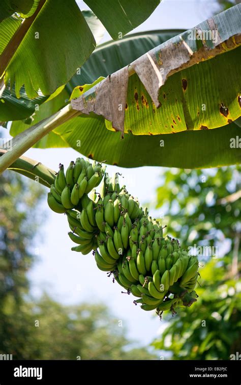 Planta De Banano Musa Paradisiaca Peermade Kerala India Fotografía