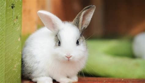 Las 15 Mejores Razas De Conejos Para Mascota Características Fotos