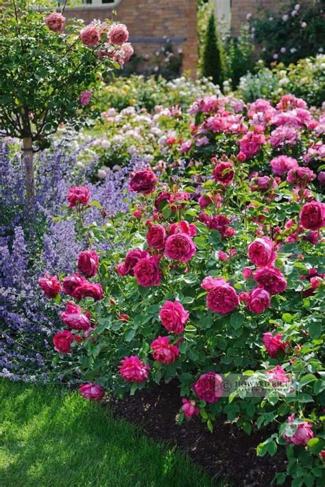 Maybe you would like to learn more about one of these? 18 Flower Bed Ideas to Try for Small Budget - MORFLORA