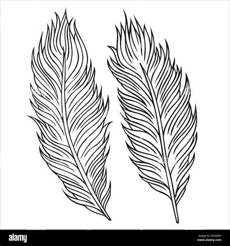 Vintage Feather Vector Set Hand Drawn Illustration Stock Vector Image