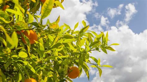 7 Best Citrus Tree Fertilizers A Buyers Guide