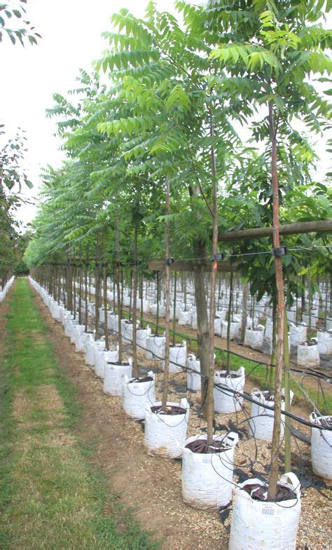 120 Best Fastigiata Trees And Columnar Trees Narrow Trees To Plant