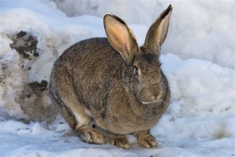 Rabbit Close Up Portrait Stock Image Image Of Wildlife 38781283