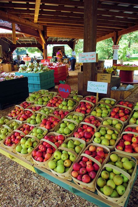 Apple Orchard Near Hendersonville North Carolina Western North