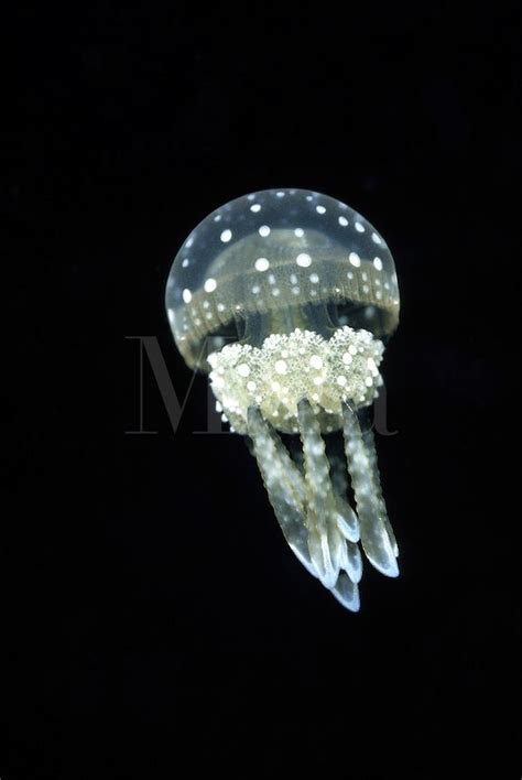 Scyphozoa Jellyfish Science Nature Nature Art Sea Jellies Underwater