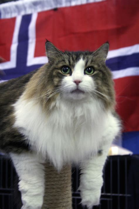 Norwegian Forest Cat Fluffy Paws Quirkyrocket Flickr