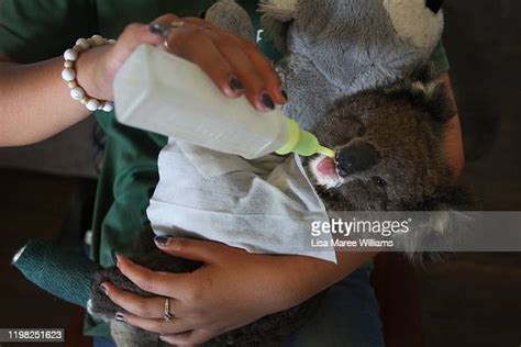 A Volunteer Wildlife Carer Feeds An Injured Koala Joey At The News