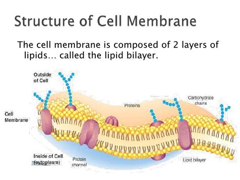 Cell Membrane Diagram Quizlet