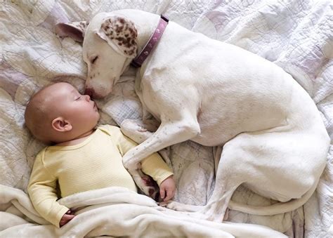 【話題】愛犬が人間の赤ちゃんを優しく寝かしつける写真が素敵過ぎる！ 【モラキジメディア】実体験型の犬メディアandトリーツ専門店