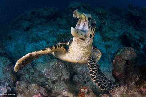 The hawksbill is a smaller sea turtle with a narrow head and 2 pairs of prefrontal scales in front of its eyes. Hawksbill Turtle - A Critically Endangered Species | HubPages