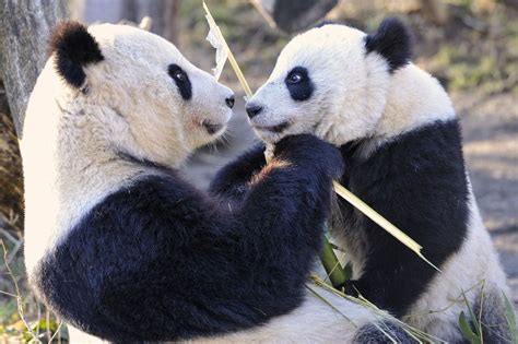 Giant Panda Love By Josef Gelernter Via 500px Panda Giant Panda