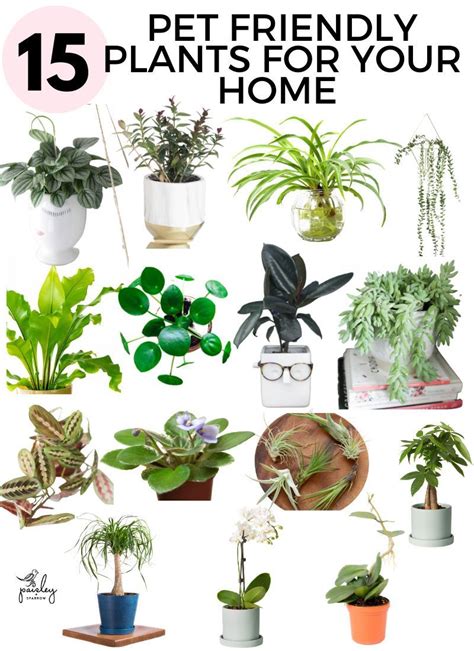 21 Indoor Plants Safe For Cats And Dogs Paisley Plants Indoor
