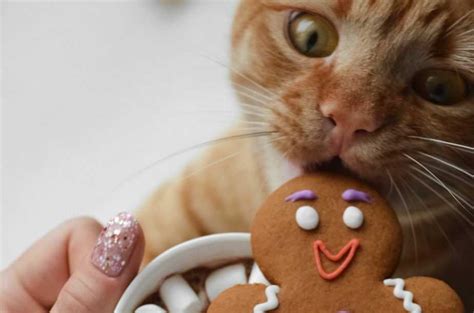 Can Cats Eat Cookies Are They A Batch Made In Heaven