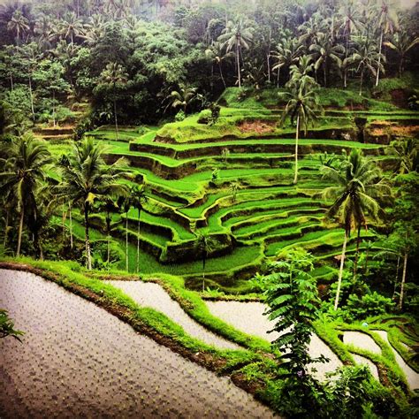 Rice Terrace Ceking Tegallalang Ubud Bali Indonesia Bali Gambar