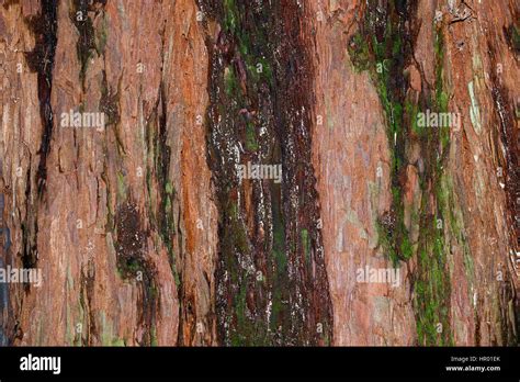 The Bark Of A Coastal Redwood Sequoia Sempervirens Partly Covered