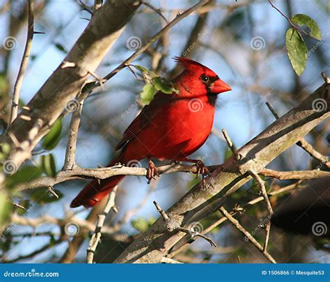 Male Cardinal In Southern Texas Shrubland Stock Photo Image Of Bird