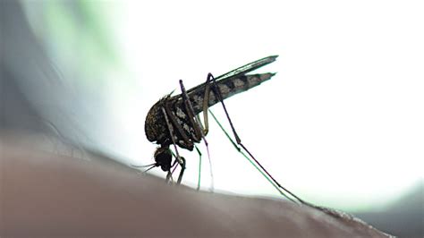 Mosquito Stock Photo Download Image Now Istock
