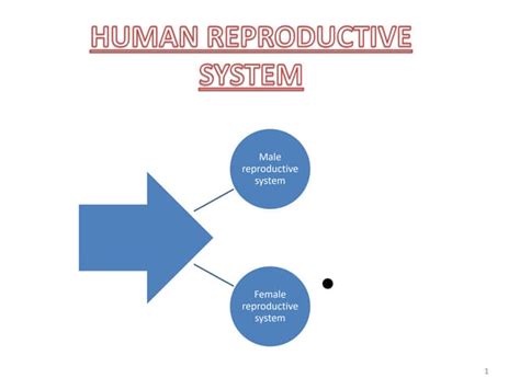 Male And Female Reproductive Systems Overview Ppt
