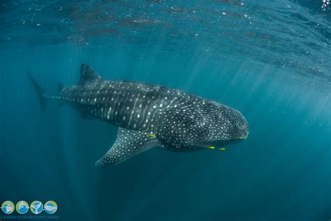 Whale Shark Discovery 25 March 2021 Flickr