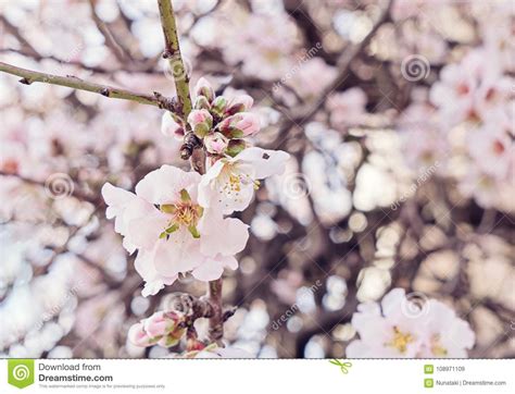 Beautiful Flowering Almond Tree Branch With New Bud Stock Image Image