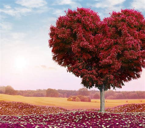 Heart Shaped Tree Wallpapers Wallpaper Cave